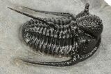 Spiny Cyphaspis Trilobite - Top Quality Specimen #198137-3